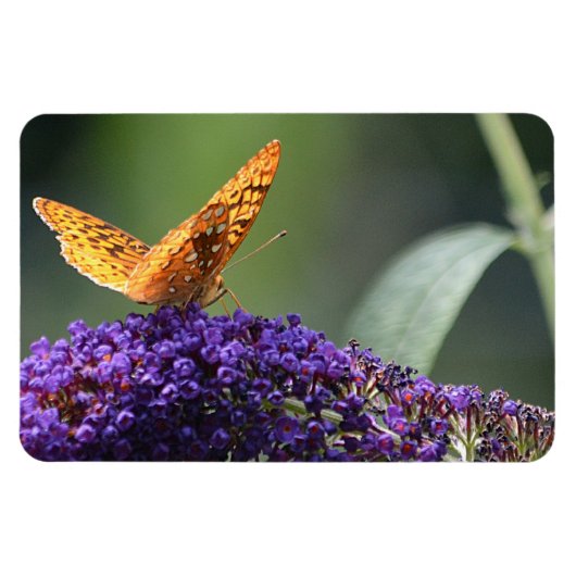 Magnet Flexible Papillon (Horizontal)