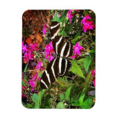 Magnet Flexible Papillon à aile longue Zebra (Vertical)