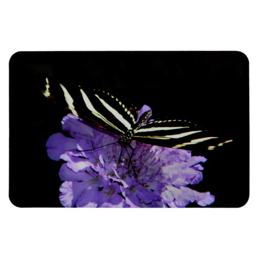 Magnet Flexible Papillon à aile longue Zebra (Horizontal)