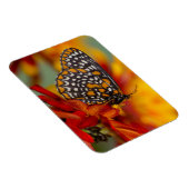 Magnet Flexible Papillon à carreaux de Baltimore (Côté Droit)