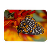 Magnet Flexible Papillon à carreaux de Baltimore (Horizontal)