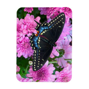 Magnet Flexible Papillon à damier de Baltimore