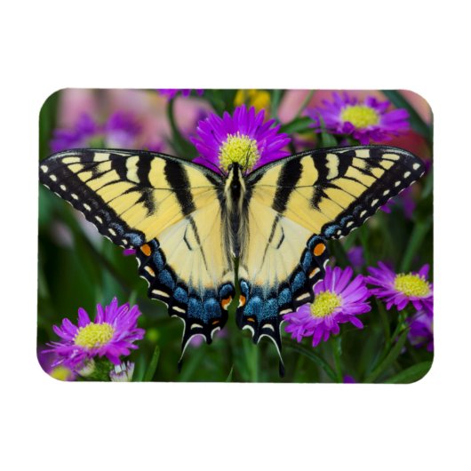 Magnet Flexible Papillon à queue d'hirondelle sur marguerite (Horizontal)
