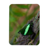 Magnet Flexible Papillon à queue émeraude (Vertical)