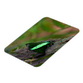 Magnet Flexible Papillon à queue émeraude (Côté Gauche)