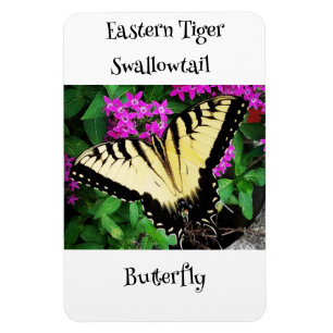 Magnet Flexible Papillon à queue épaisse de tigre orientale #1