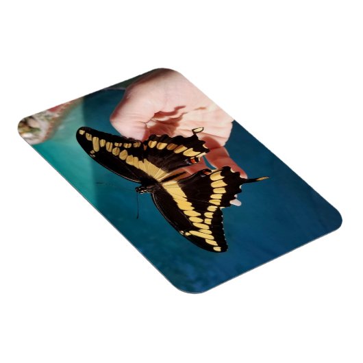 Magnet Flexible Papillon à queue jaune géant (Côté Droit)