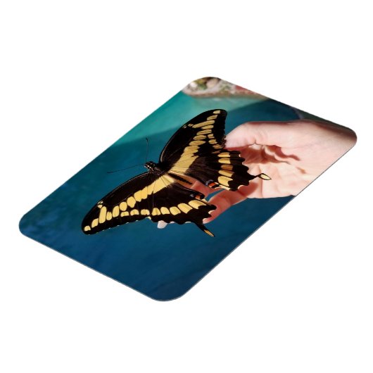 Magnet Flexible Papillon à queue jaune géant (Côté Gauche)