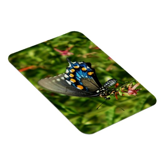 Magnet Flexible Papillon à queue nue (Côté Droit)