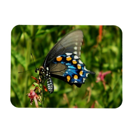 Magnet Flexible Papillon à queue nue (Horizontal)