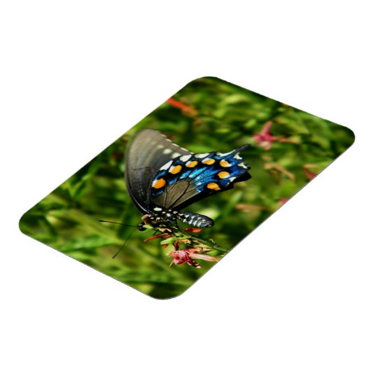 Magnet Flexible Papillon à queue nue (Côté Gauche)