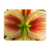 Magnet Flexible Papillon Amaryllis (Horizontal)