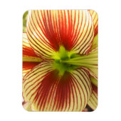 Magnet Flexible Papillon Amaryllis (Vertical)