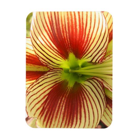 Magnet Flexible Papillon Amaryllis (Vertical)