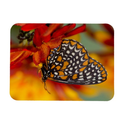 Magnet Flexible Papillon Baltimore-À damiers (Horizontal)
