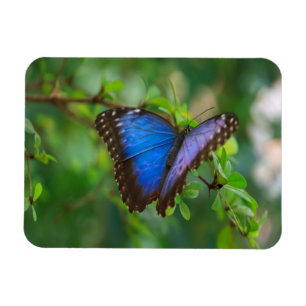 Magnet Flexible Papillon bleu de Morpho
