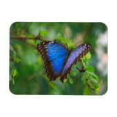 Magnet Flexible Papillon bleu Morpho (Horizontal)