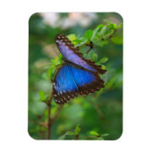 Magnet Flexible Papillon bleu Morpho (Vertical)