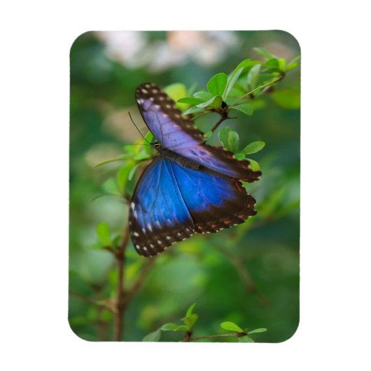 Magnet Flexible Papillon bleu Morpho (Vertical)