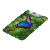 Magnet Flexible Papillon bleu Morpho (Côté Gauche)