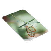Magnet Flexible Papillon Charmant à Ailes Transparentes (Côté Droit)