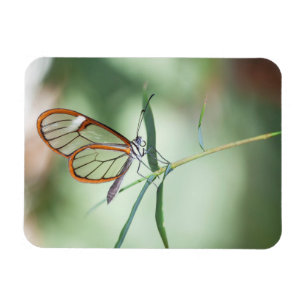 Magnet Flexible Papillon Charmant à Ailes Transparentes