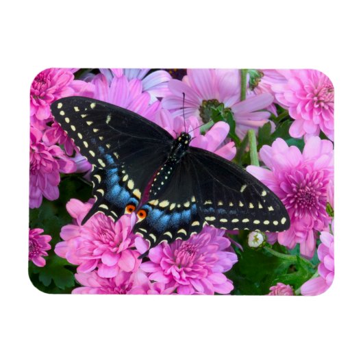 Magnet Flexible Papillon damier de Baltimore (Horizontal)