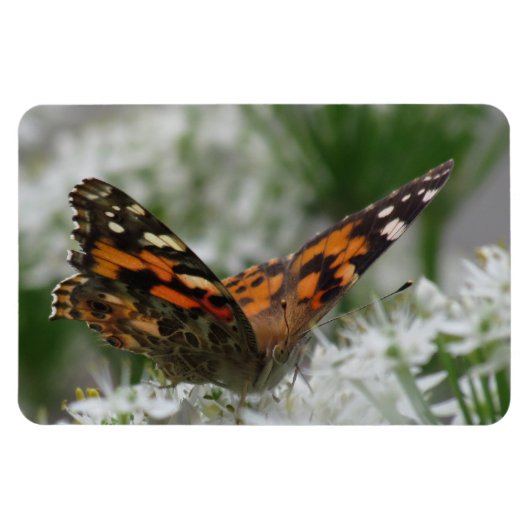 Magnet Flexible Papillon de la Dame peinte (Horizontal)