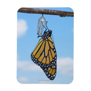 Magnet Flexible Papillon de monarque, avec Chrysalis