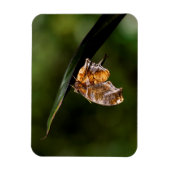 Magnet Flexible Papillon de point d'interrogation (Vertical)
