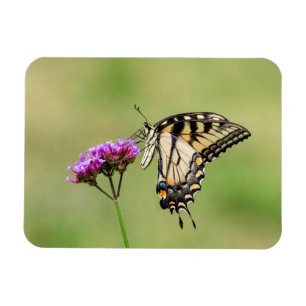 Magnet Flexible Papillon d'épaisse du tigre oriental