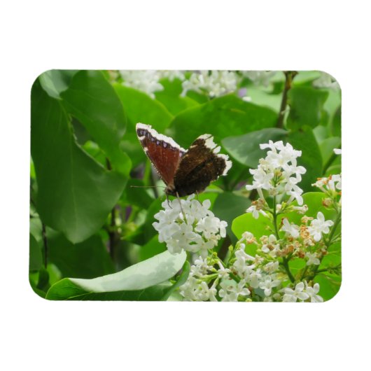 Magnet Flexible Papillon et aimant Lilac de printemps (Horizontal)