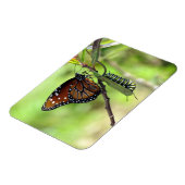 Magnet Flexible Papillon et monarque Caterpillar de la Reine (Côté Gauche)