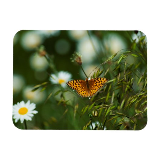 Magnet Flexible Papillon Fritillaire du Pacifique (Horizontal)