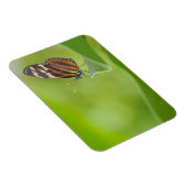 Magnet Flexible Papillon long tigre (Côté Droit)