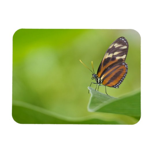 Magnet Flexible Papillon long tigre (Horizontal)