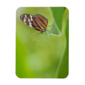 Magnet Flexible Papillon long tigre (Vertical)
