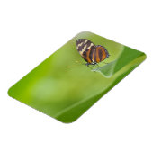 Magnet Flexible Papillon long tigre (Côté Gauche)