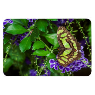Magnet Flexible Papillon malachite sur fleur violette