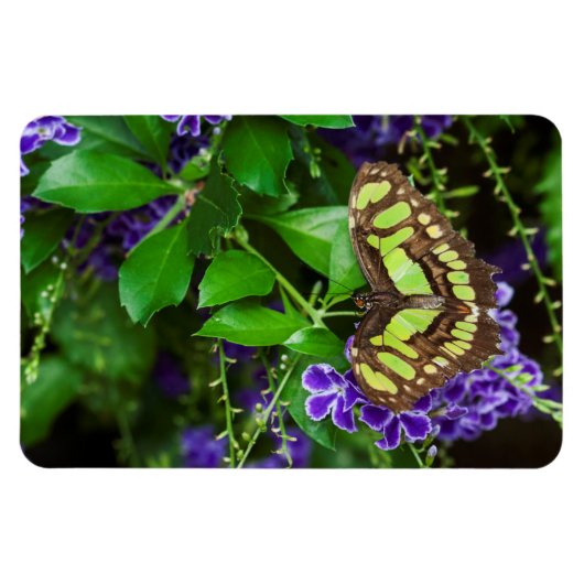 Magnet Flexible Papillon malachite sur fleur violette (Horizontal)