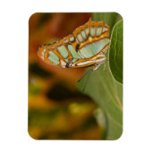 Magnet Flexible Papillon malachite sur une feuille (Vertical)