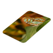 Magnet Flexible Papillon malachite sur une feuille (Côté Gauche)