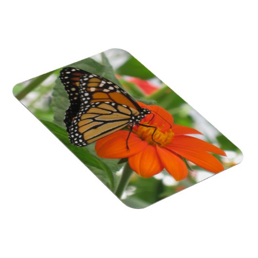 Magnet Flexible Papillon monarque (Côté Droit)