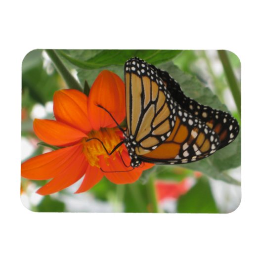 Magnet Flexible Papillon monarque (Horizontal)