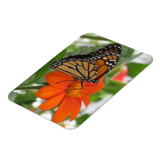 Magnet Flexible Papillon monarque (Côté Gauche)
