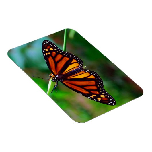 Magnet Flexible Papillon monarque (Côté Droit)