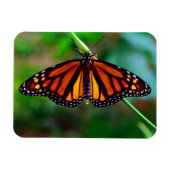 Magnet Flexible Papillon monarque (Horizontal)