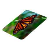 Magnet Flexible Papillon monarque (Côté Gauche)