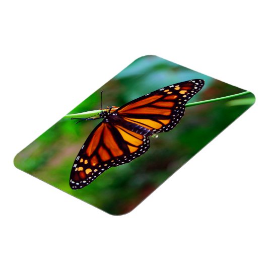 Magnet Flexible Papillon monarque (Côté Gauche)