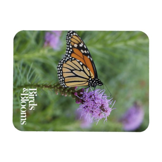 Magnet Flexible Papillon monarque (Horizontal)